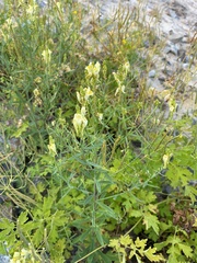 Linaria acutiloba