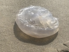 Rhizostomatoidea