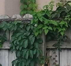 Parthenocissus quinquefolia