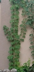 Parthenocissus quinquefolia