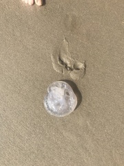 Rhizostomatoidea