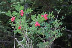 Sorbus sitchensis sitchensis