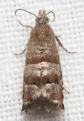 Satronia tantilla