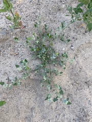 Chenopodium karoi