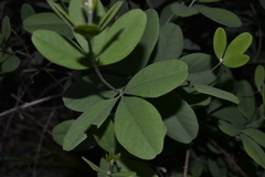 Baptisia nuttalliana