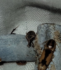 Conotrachelus seniculus