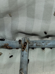 Conotrachelus seniculus