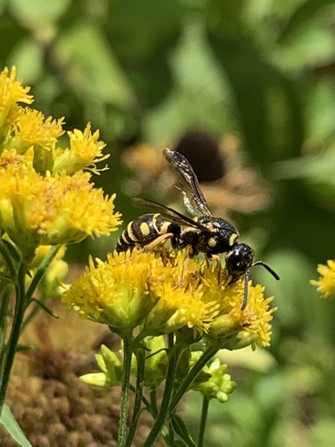 Parancistrocerus leionotus photo 5