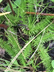 Lycopodiella appressa