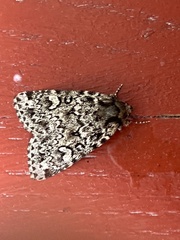 Acronicta tristis