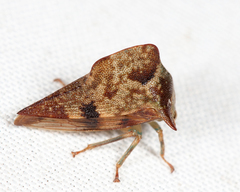 Telamona maculata