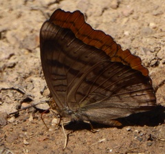 Pseudergolis wedah