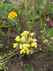 Castilleja campestris