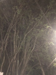 Pithecellobium dulce