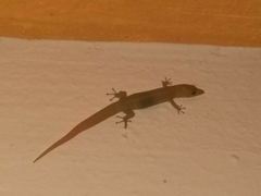 Sphaerodactylus elegans