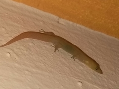 Sphaerodactylus elegans