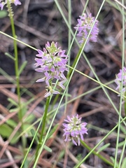 Polygala cruciata