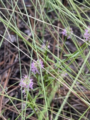 Polygala cruciata