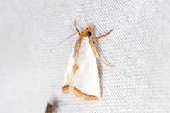 Argyria gonogramma