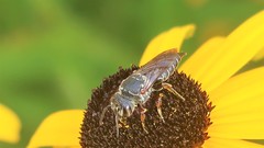 Coelioxys alternatus