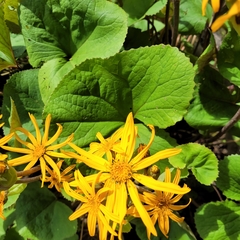 Farfugium japonicum
