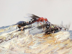 Formica aserva