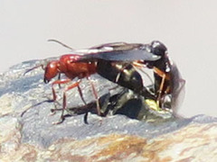 Formica aserva