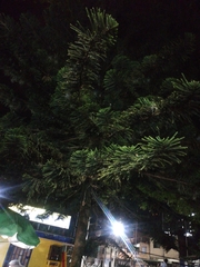 Araucaria