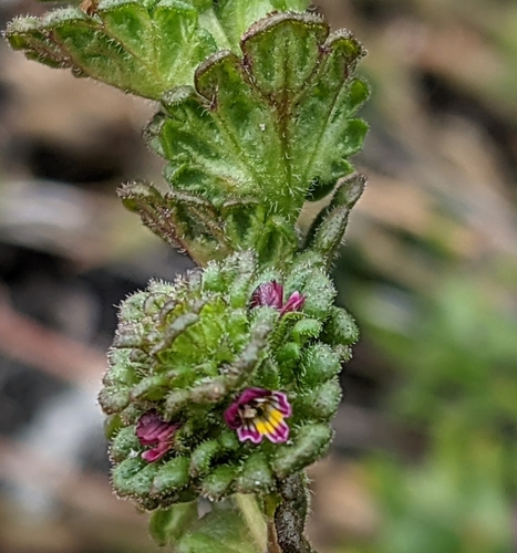 Oakes' Eyebright (Euphrasia oakesii)