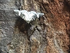 Trichodezia californiata