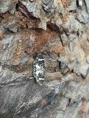 Trichodezia californiata