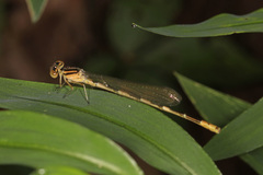 Enallagma durum