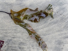 Laminaria sinclairii