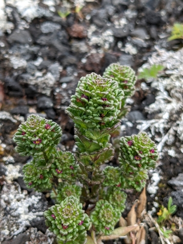 Image of Euphrasia oakesii by (c) Todd Boland, some rights reserved (CC BY)