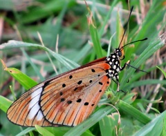 Acraea encedon encedon
