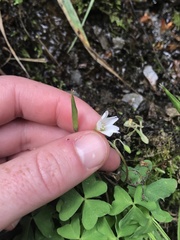 Oxalis trilliifolia