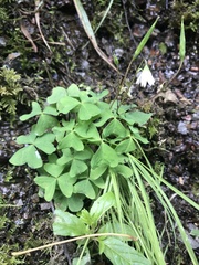 Oxalis trilliifolia
