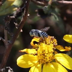 Anthophora curta