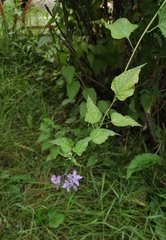 Solanum dulcamara