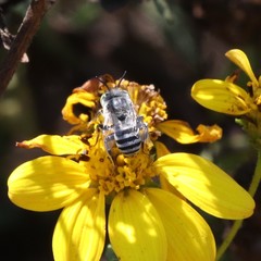 Anthophora curta