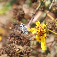 Anthophora curta