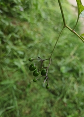 Solanum dulcamara