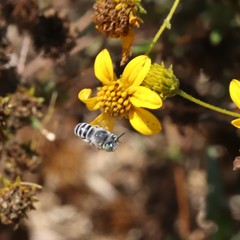 Anthophora curta