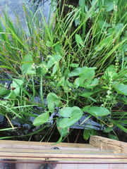 Sagittaria brevirostra