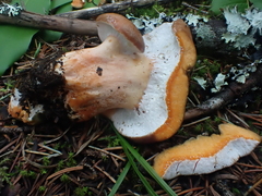 Hypomyces lateritius