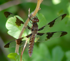 Plathemis lydia