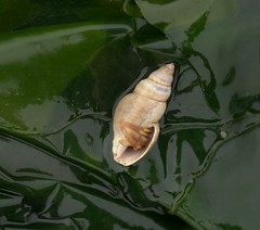 Curtitoma violacea