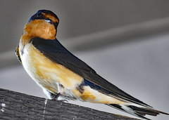 Hirundo rustica