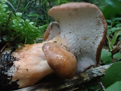 Hypomyces lateritius