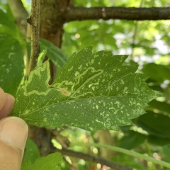 Phyllocnistis vitifoliella